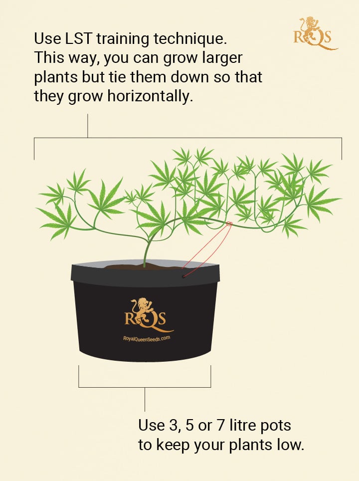 How to Create a Hidden Outdoor Grow RQS Blog